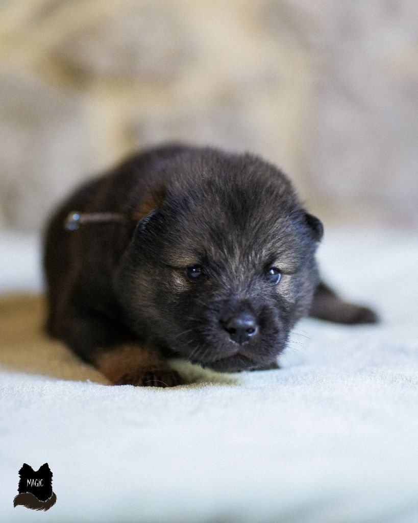 Des Semper Fi Loups - Chiot disponible  - Eurasier