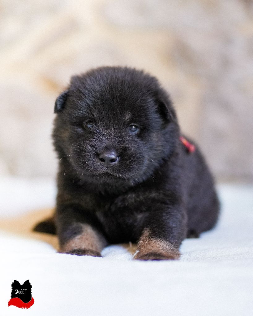 Des Semper Fi Loups - Chiot disponible  - Eurasier