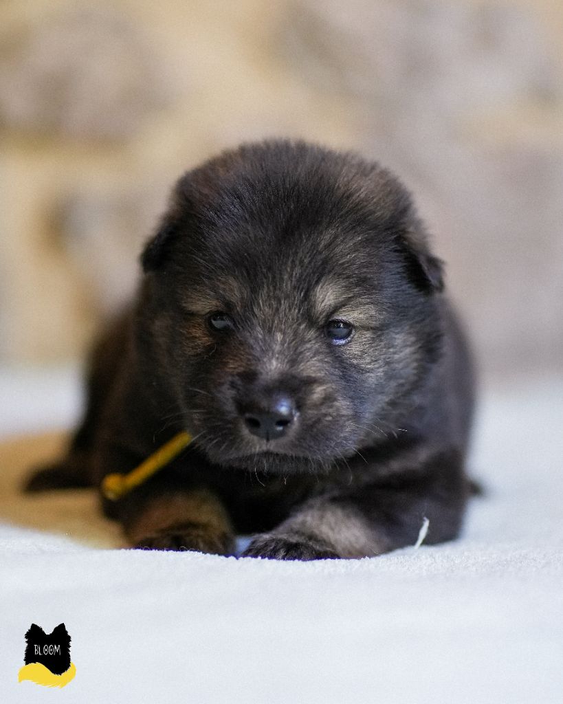 Des Semper Fi Loups - Chiot disponible  - Eurasier