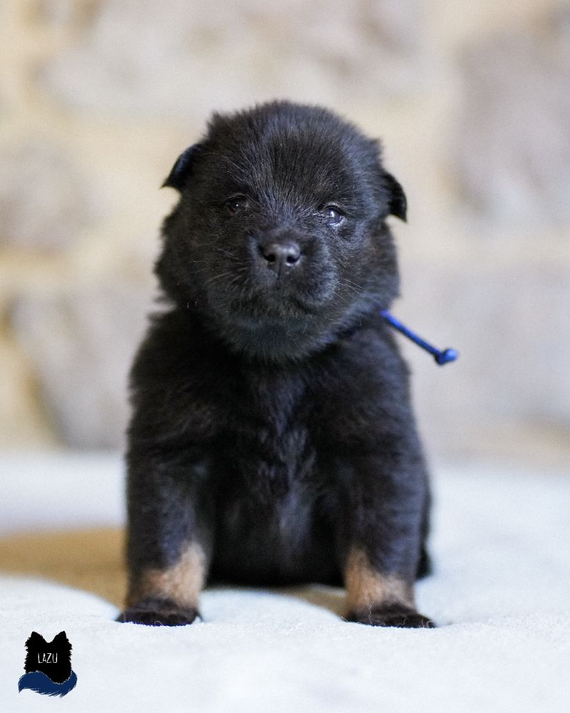 Des Semper Fi Loups - Chiot disponible  - Eurasier