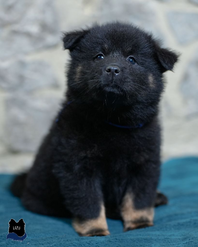 Des Semper Fi Loups - Chiot disponible  - Eurasier