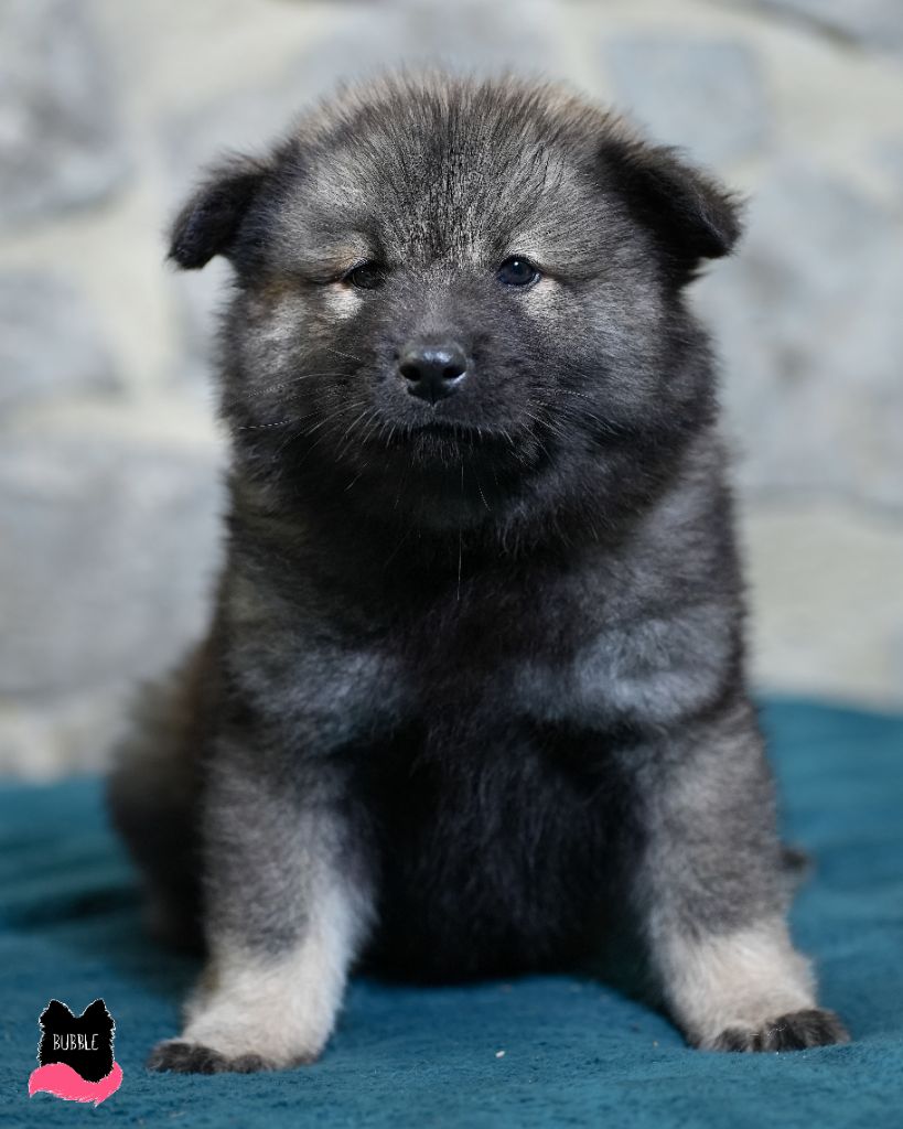 Des Semper Fi Loups - Chiot disponible  - Eurasier