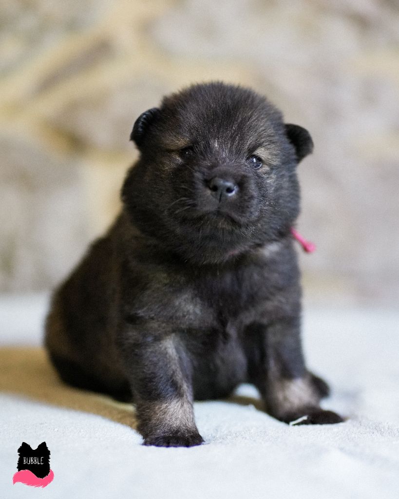 Des Semper Fi Loups - Chiot disponible  - Eurasier