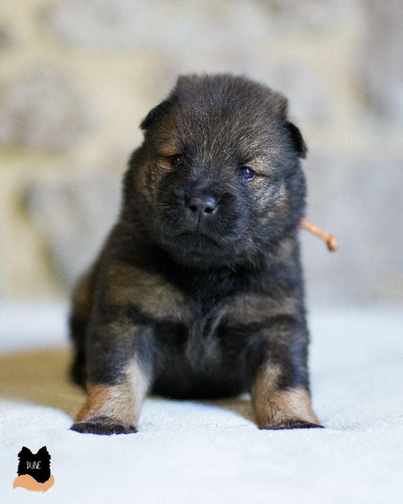 Des Semper Fi Loups - Chiot disponible  - Eurasier