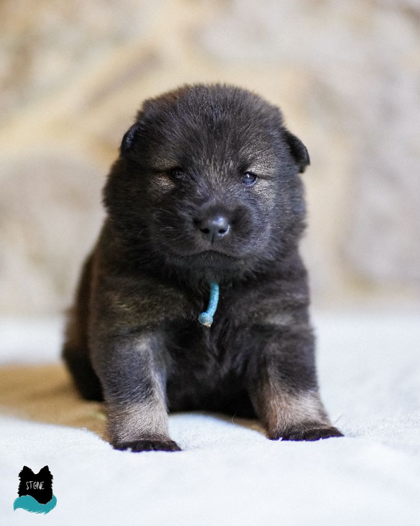 Des Semper Fi Loups - Chiot disponible  - Eurasier