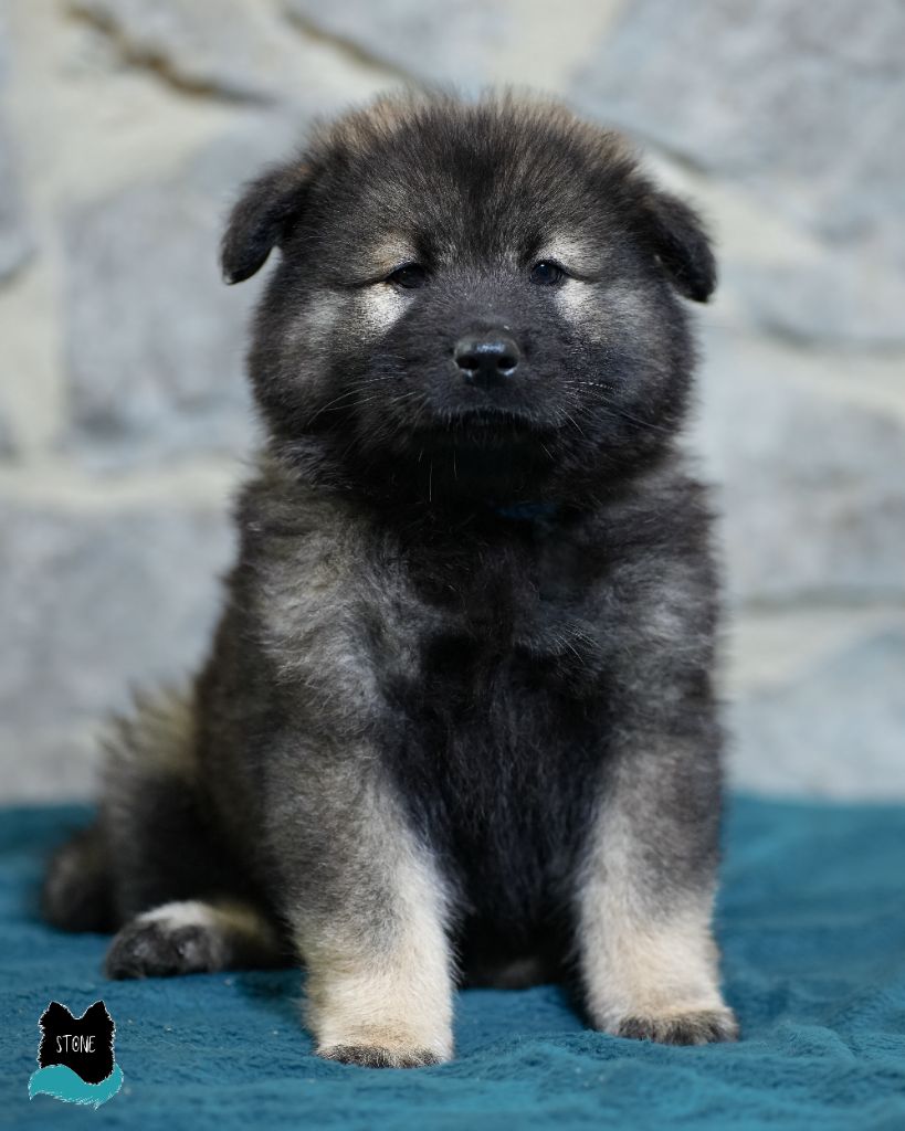 Des Semper Fi Loups - Chiot disponible  - Eurasier