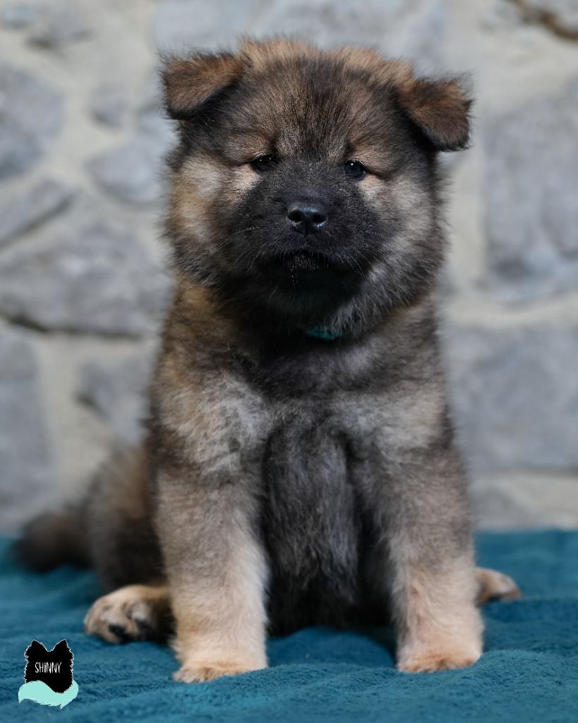 Des Semper Fi Loups - Chiot disponible  - Eurasier