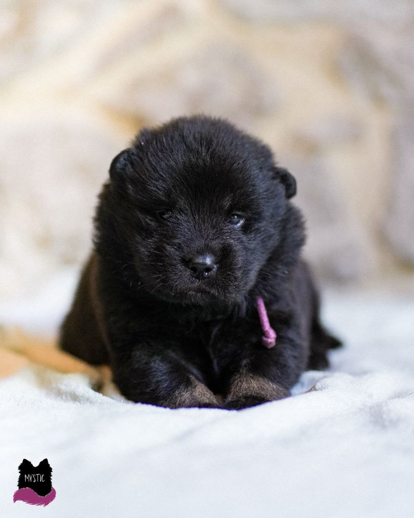 Des Semper Fi Loups - Chiot disponible  - Eurasier