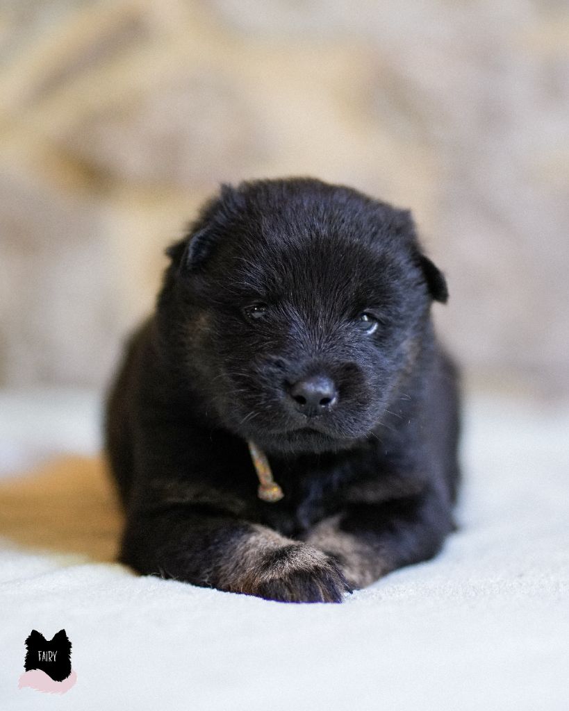 Des Semper Fi Loups - Chiot disponible  - Eurasier