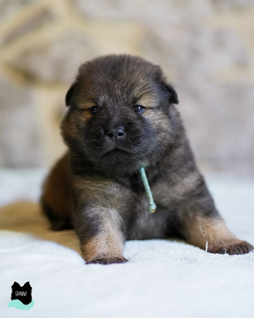 Des Semper Fi Loups - Chiot disponible  - Eurasier