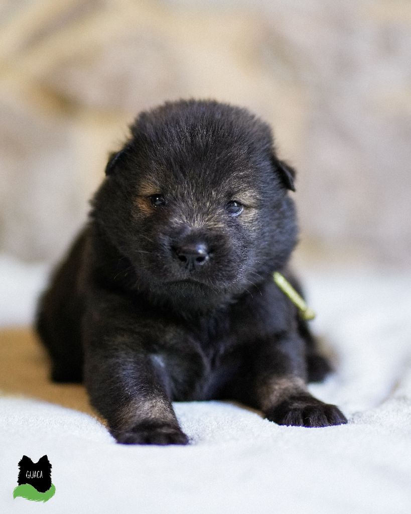 Des Semper Fi Loups - Chiot disponible  - Eurasier